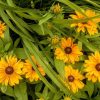 yellow daisies by Dan Cleary of Cleary Creative Photography in Dayton Ohio