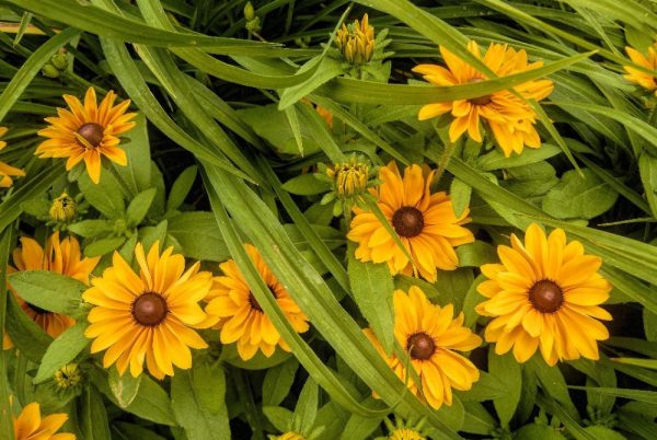 yellow daisies by Dan Cleary of Cleary Creative Photography in Dayton Ohio