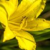 closeup yellow lily by Dan Cleary of Cleary Creative Photography in Dayton Ohio