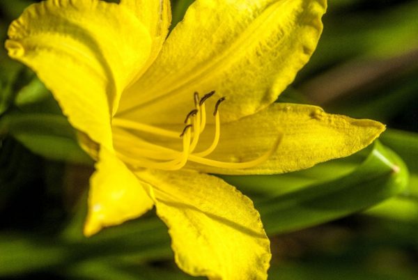 closeup yellow lily by Dan Cleary of Cleary Creative Photography in Dayton Ohio