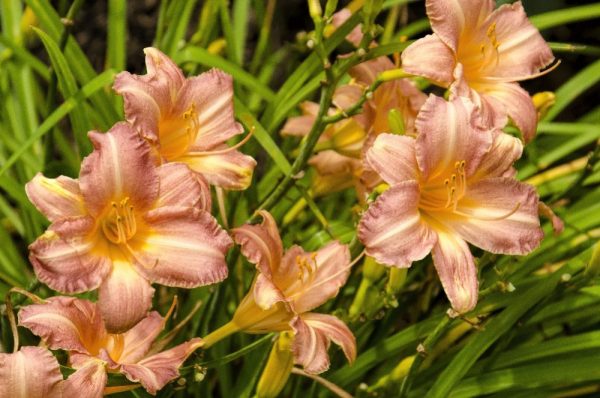 pink lily by Dan Cleary of Cleary Creative Photography in Dayton Ohio