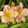 pink lily by Dan Cleary of Cleary Creative Photography in Dayton Ohio