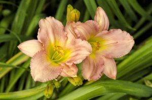 pink lily by Dan Cleary of Cleary Creative Photography in Dayton Ohio