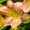 pink lily by Dan Cleary of Cleary Creative Photography in Dayton Ohio