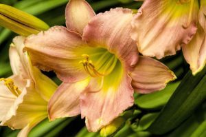 pink lily by Dan Cleary of Cleary Creative Photography in Dayton Ohio