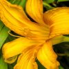 yellow lily by Dan Cleary of Cleary Creative Photography in Dayton Ohio