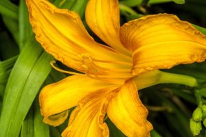 yellow lily by Dan Cleary of Cleary Creative Photography in Dayton Ohio