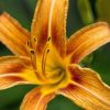 Red, yellow and orange lily by Dan Cleary of Cleary Creative Photography in Dayton Ohio
