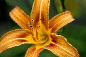 Red, yellow and orange lily by Dan Cleary of Cleary Creative Photography in Dayton Ohio