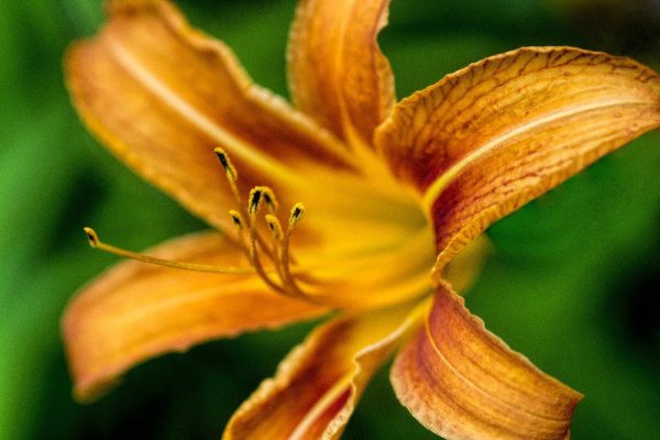 Red, yellow and orange lily by Dan Cleary of Cleary Creative Photography in Dayton Ohio