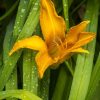 Yellow lily with green foliage by Dan Cleary of Cleary Creative Photography in Dayton Ohio