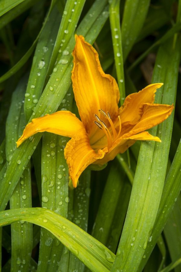 Yellow lily with green foliage by Dan Cleary of Cleary Creative Photography in Dayton Ohio