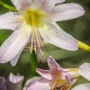 pink and white lilies by Dan Cleary of Cleary Creative Photography in Dayton OHio