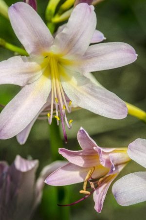 pink and white lilies by Dan Cleary of Cleary Creative Photography in Dayton OHio