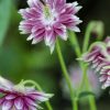 pink and white flowers by Dan Cleary of Cleary Creative Photography in Dayton Ohio