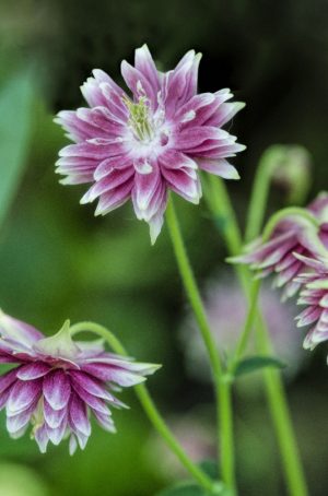pink and white flowers by Dan Cleary of Cleary Creative Photography in Dayton Ohio
