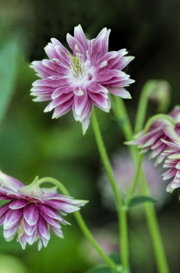 pink and white flowers by Dan Cleary of Cleary Creative Photography in Dayton Ohio