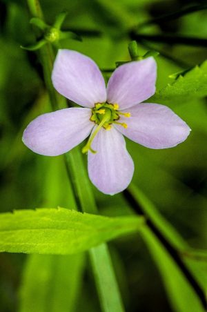 Small purple flowers by Dan Cleary of Cleary Creative Photography in Dayton Ohio