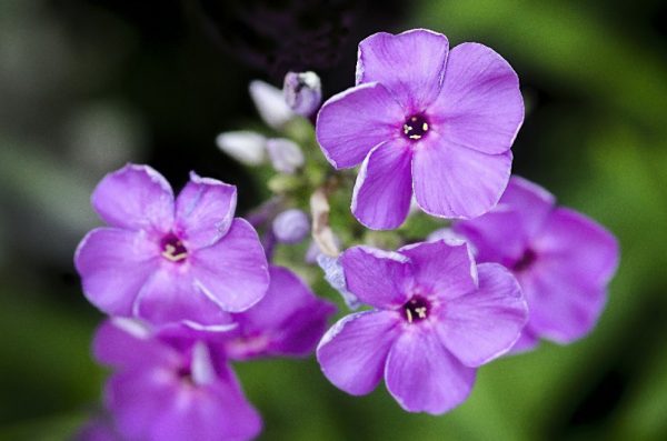 Small purple flowers by Dan Cleary of Cleary Creative Photography in Dayton Ohio