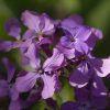 Small purple flowers by Dan Cleary of Cleary Creative Photography in Dayton Ohio