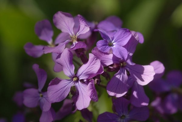 Small purple flowers by Dan Cleary of Cleary Creative Photography in Dayton Ohio