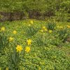 Daffodils & Potenilla ground cover by Dan Cleary