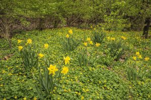 Daffodils & Potenilla ground cover by Dan Cleary