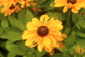 Black Eye Susan flowers by Dan Cleary of Cleary Creative Photography in Dayton Ohio