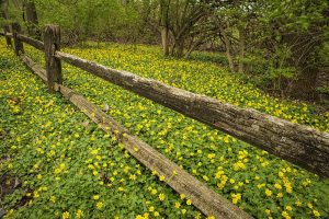 Daffodils & Potenilla with old fence by Dan Cleary