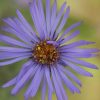 Purple Winking Flower by Dan Cleary of Cleary Creative Photography in Dayton OHio