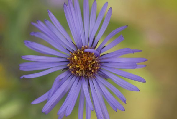 Purple Winking Flower by Dan Cleary of Cleary Creative Photography in Dayton OHio