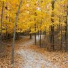 fall trees and walking path by Dan Cleary