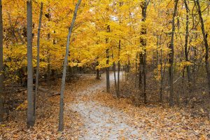 fall trees and walking path by Dan Cleary