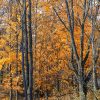 Fall in John Bryan state park Yellow Springs by Dan Cleary