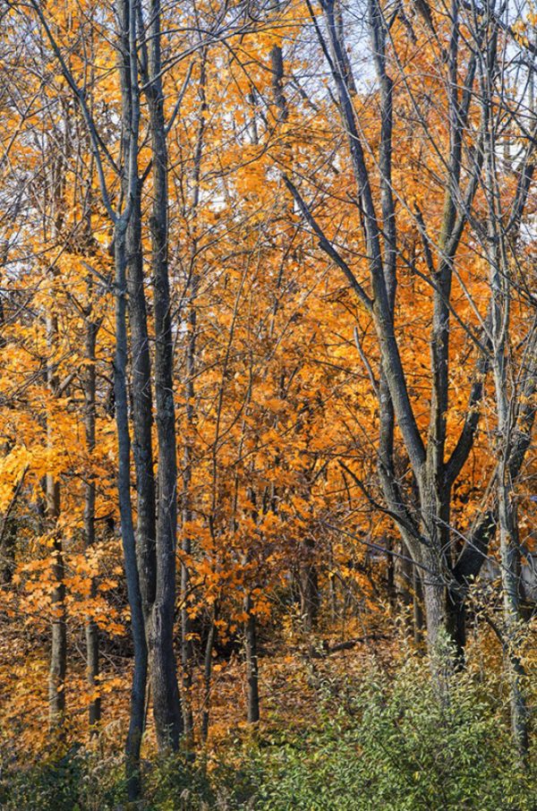 Fall in John Bryan state park Yellow Springs by Dan Cleary