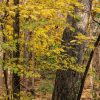Closeup Fall Trees by Dan Cleary