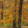 Cowen Lake State park Ohio fall trees by Dan Cleary