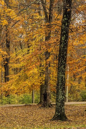 Cowen Lake State park Ohio fall trees by Dan Cleary
