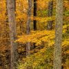 Cowen Lake State park Ohio fall trees by Dan Cleary