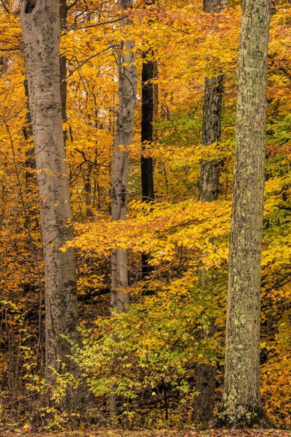 Cowen Lake State park Ohio fall trees by Dan Cleary