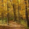 Fall woods and walking path by Dan Cleary