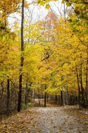 Fall woods and walking path by Dan Cleary