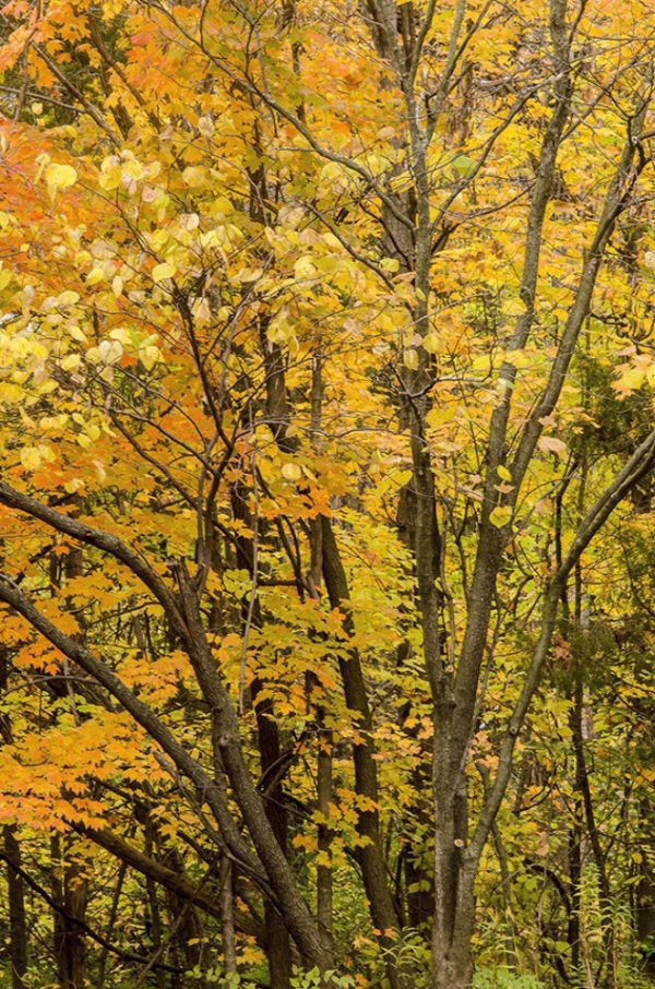 Colorful leaves Cox Arboretum Miamisburg Ohio by Dan Cleary