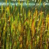 Fall grasses by the river by Dan Cleary