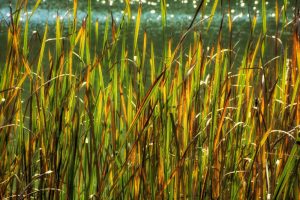 Fall grasses by the river by Dan Cleary