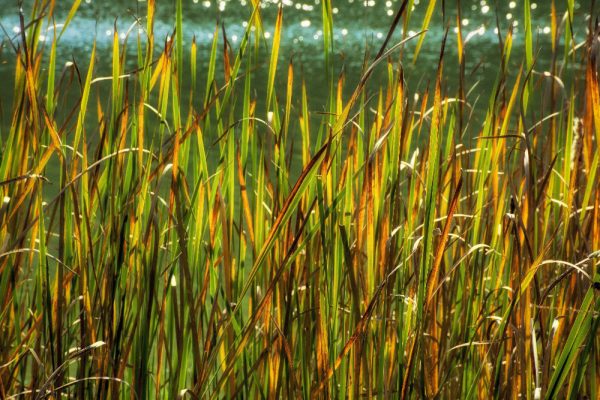 Fall grasses by the river by Dan Cleary