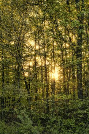 Sun through trees by Dan Cleary