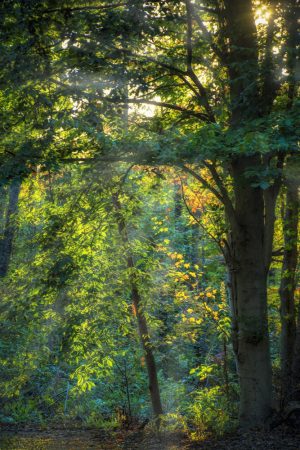 Light rays through trees by Dan Cleary