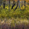 Purple grasses by Dan Cleary