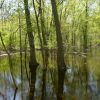 Trees in wetlands at Wegerzn Garden Five River Metro Parks Dayton Ohio by Dan Cleary